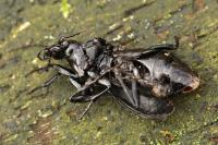 Carabus nemoralis