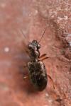 Asaphidion stierlini