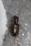 Asaphidion stierlini
