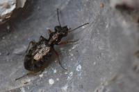 Asaphidion stierlini