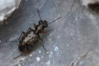 Asaphidion stierlini