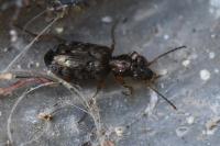 Asaphidion stierlini