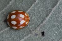 Calvia decemguttata