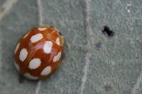 Calvia decemguttata
