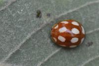 Calvia decemguttata