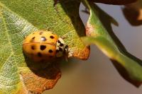 Harmonia axyridis