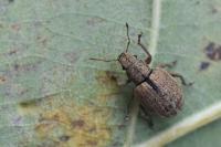 Strophosoma melanogrammum