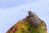 Strophosoma melanogrammum