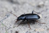 Nebria salina