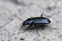 Nebria salina