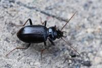 Nebria salina