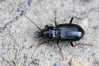 Nebria salina