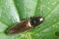 Athous haemorrhoidalis