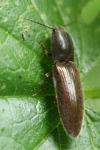 Athous haemorrhoidalis