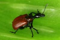 Apoderus coryli