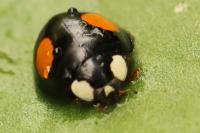 Harmonia axyridis