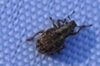 Strophosoma capitatum