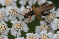 Oedemera podagrariae
