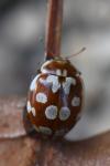 Myrrha octodecimguttata