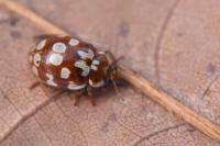 Myrrha octodecimguttata