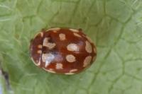 Myrrha octodecimguttata