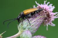 Stictoleptura fulva