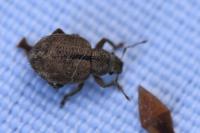 Strophosoma melanogrammum