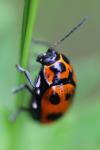 Cryptocephalus sexpunctatus