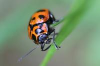 Cryptocephalus sexpunctatus