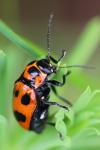 Cryptocephalus sexpunctatus
