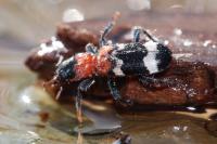 Thanasimus formicarius
