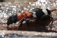 Thanasimus formicarius