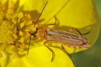 Oedemera podagrariae