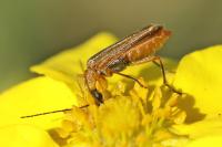 Oedemera podagrariae