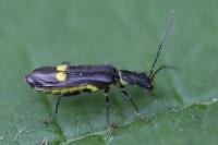 Malthinus scriptus