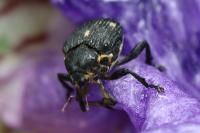 Mononychus punctumalbum