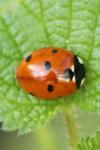 Coccinella septempunctata
