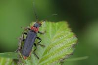 Cantharis fusca