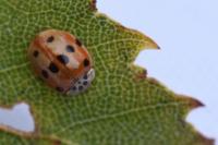 Adalia decempunctata