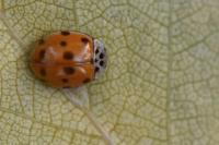 Adalia decempunctata