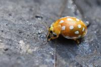 Halyzia sedecimguttata