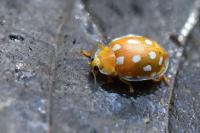 Halyzia sedecimguttata