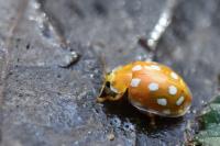 Halyzia sedecimguttata