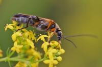 Oedemera podagrariae