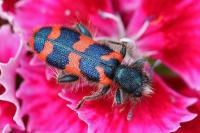 Trichodes alvearius
