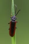 Omalisus fontisbellaquei