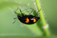 Scaphidium quadrimaculatum