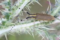 Agapanthia dahli