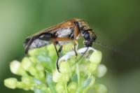 Oedemera podagrariae