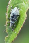 Phyllobius